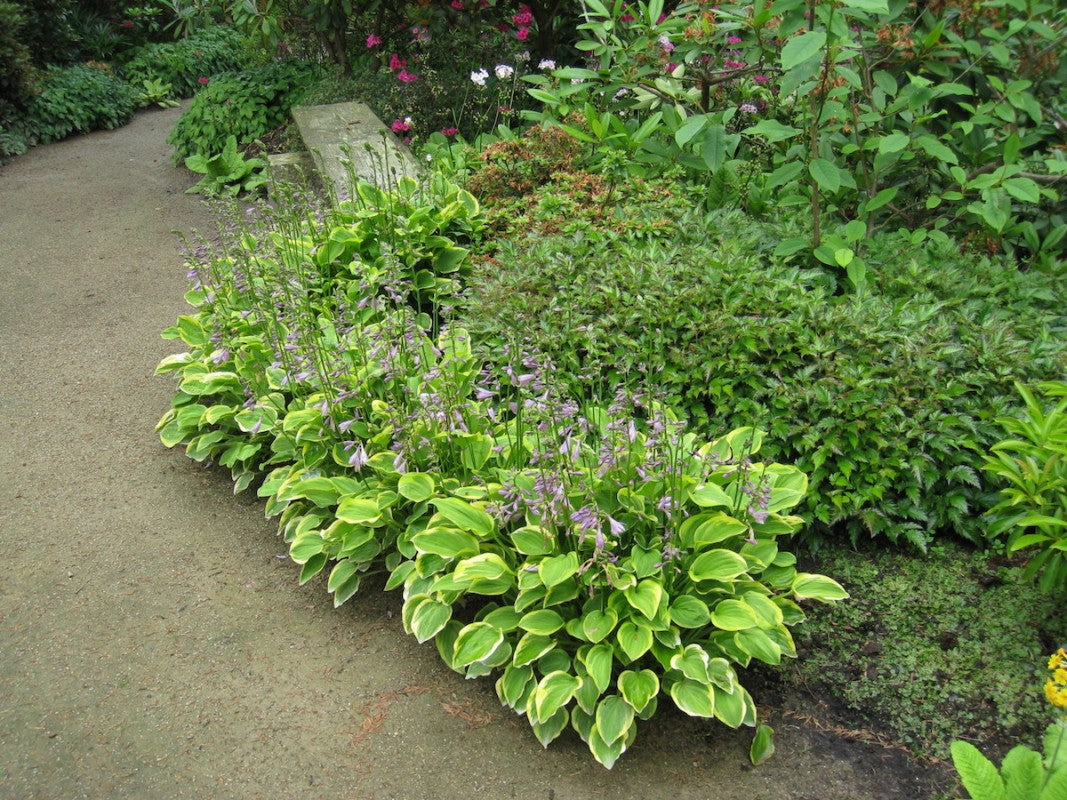 Crin de umbră – Hosta hybrid  Golden Tiara