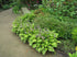 Crin de umbră – Hosta hybrid  Golden Tiara