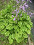 Crin de umbră – Hosta hybrid  Golden Tiara