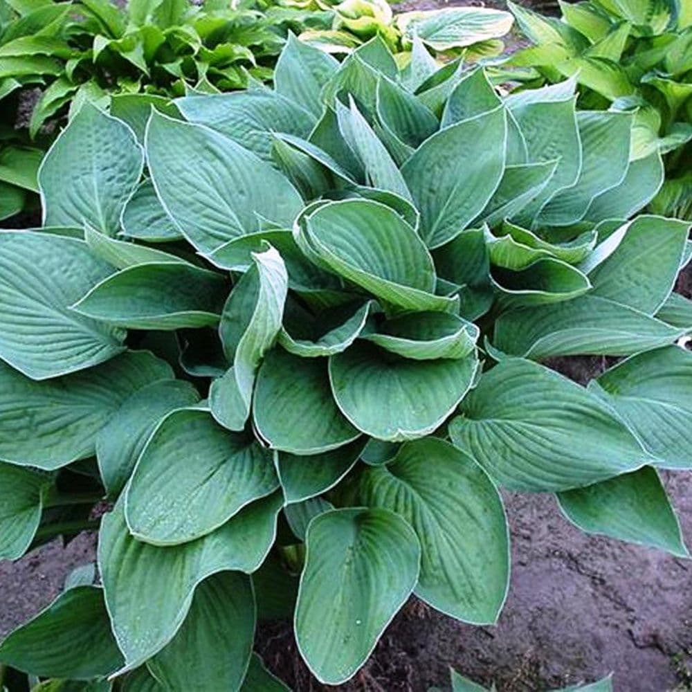 Crin de umbră - Hosta fortunei ‘Hyacinthina’