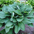 Crin de umbră - Hosta fortunei ‘Hyacinthina’
