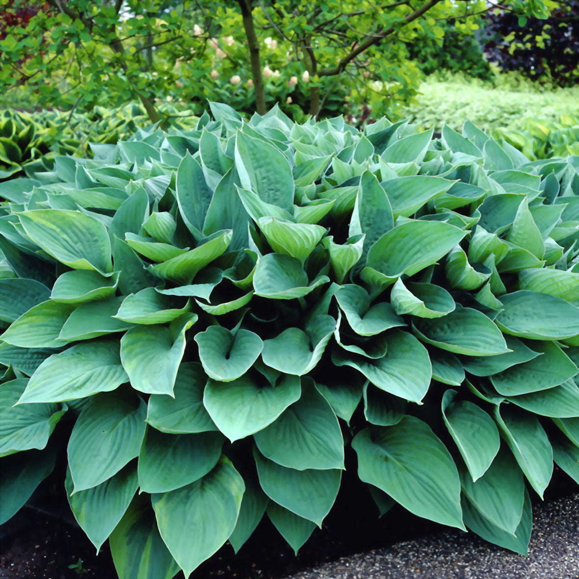 Crin de umbră - Hosta fortunei ‘Hyacinthina’