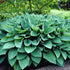 Crin de umbră - Hosta fortunei ‘Hyacinthina’