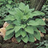 Crin de umbră - Hosta fortunei ‘Hyacinthina’