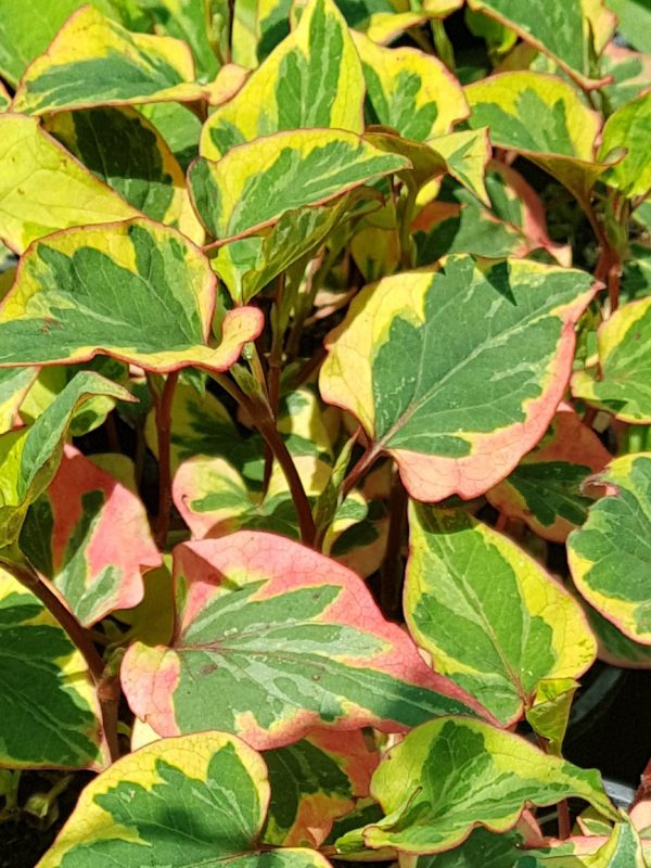 Plantă cameleon - Houttuynia cordata 'Chameleon'