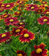 Ochiul fetei - Coreopsis grandiflora Uptick Red