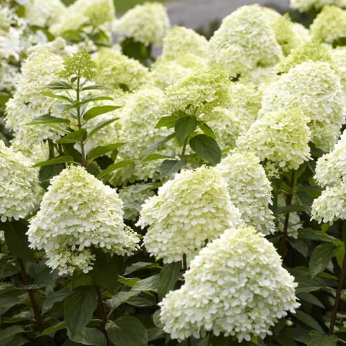 Hortensie 'Limelight - Hydrangea paniculata 'Limelight'®