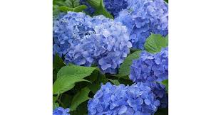 Hortensia de grădină - Hydrangea macrophylla 'Blue Power'