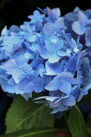 Hortensia de grădină - Hydrangea macrophylla 'Blue Power'