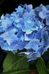 Hortensia de grădină - Hydrangea macrophylla 'Blue Power'