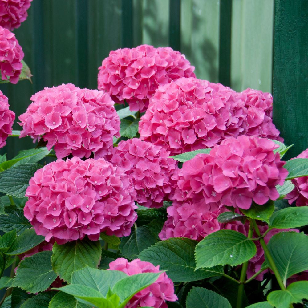 Hortensia de grădină -  Hydrangea macrophylla 'Blue Power Pink'
