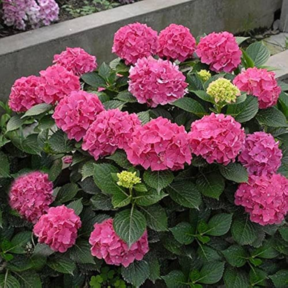 Hortensia de grădină -  Hydrangea macrophylla 'Blue Power Pink'