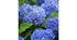Hortensia de grădină - Hydrangea macrophylla 'Blue Power'