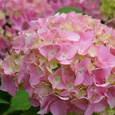 Hortensia de grădină - Hydrangea macrophylla 'Light Pink Power'