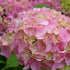 Hortensia de grădină - Hydrangea macrophylla 'Light Pink Power'