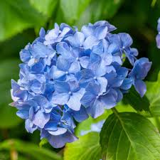 Hortensia de grădină -  Hydrangea macrophylla 'Little Blue'