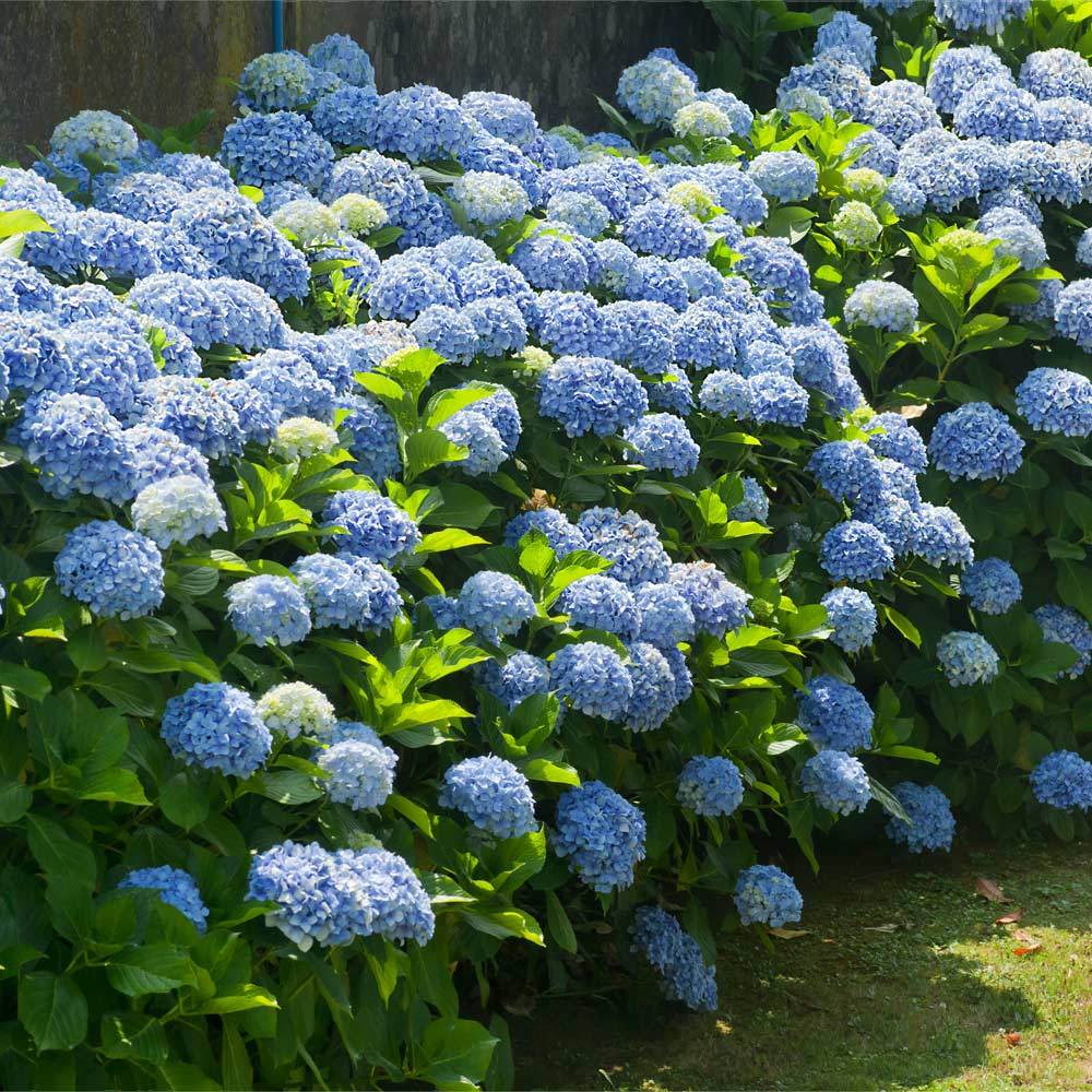 Hortensia de grădină -  Hydrangea macrophylla 'Little Blue'