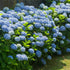 Hortensia de grădină -  Hydrangea macrophylla 'Little Blue'