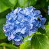 Hortensia de grădină -  Hydrangea macrophylla 'Little Blue'