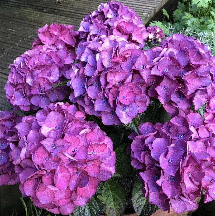 Hortensia de grădină - Hydrangea macrophylla 'Red Angel Blue'