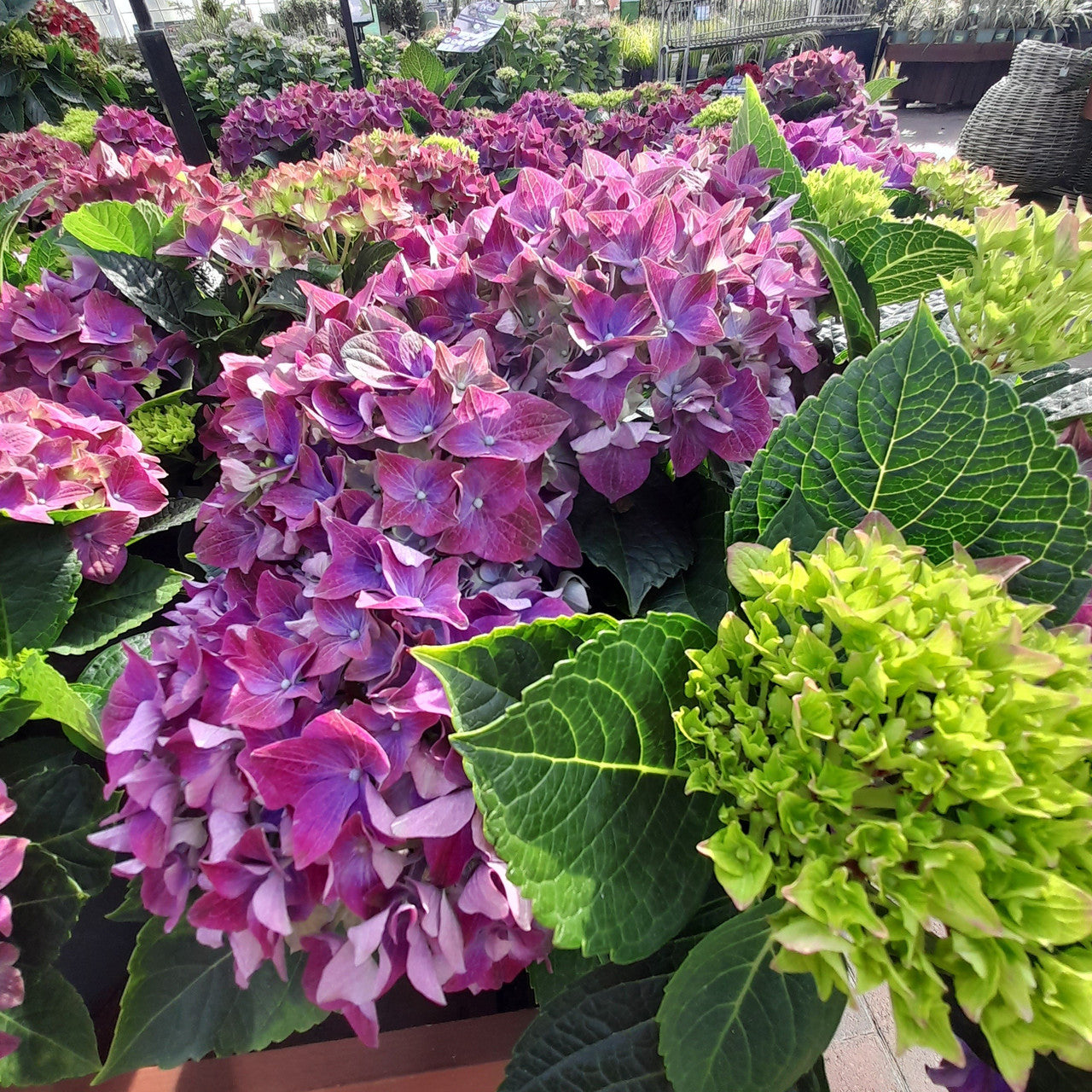 Hortensia de grădină - Hydrangea macrophylla 'Red Angel Blue'