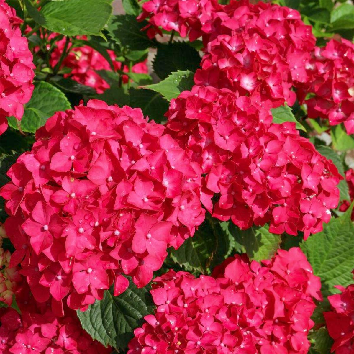 Hortensia de grădină - Hydrangea macrophylla 'Red Baron'