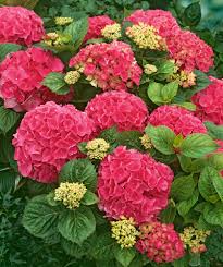 Hortensia de grădină - Hydrangea macrophylla 'Red Baron'