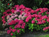 Hortensia de grădină - Hydrangea macrophylla 'Red Baron'