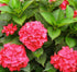 Hortensia de grădină - Hydrangea macrophylla ‘Red Dreamer’