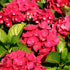 Hortensia de grădină - Hydrangea macrophylla ‘Red Dreamer’
