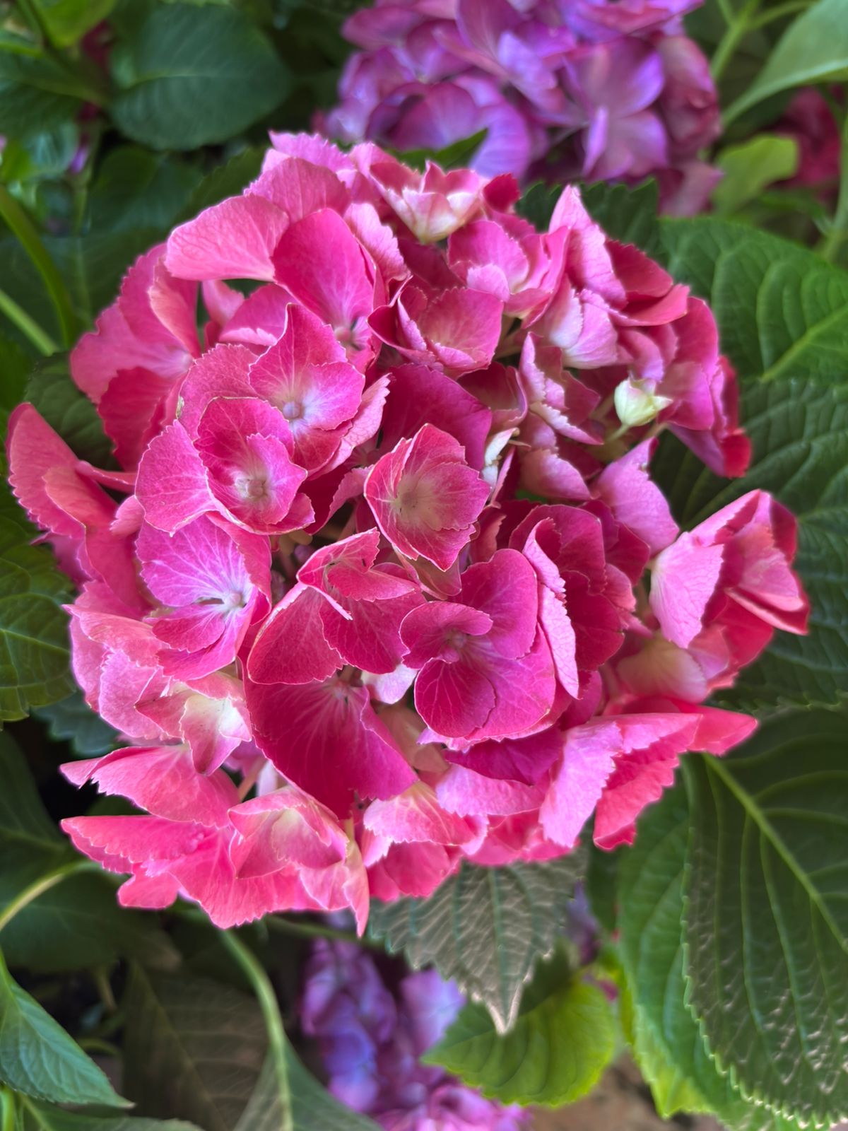 Hortensia de grădină - Hydrangea macrophylla ‘Silky Pink’