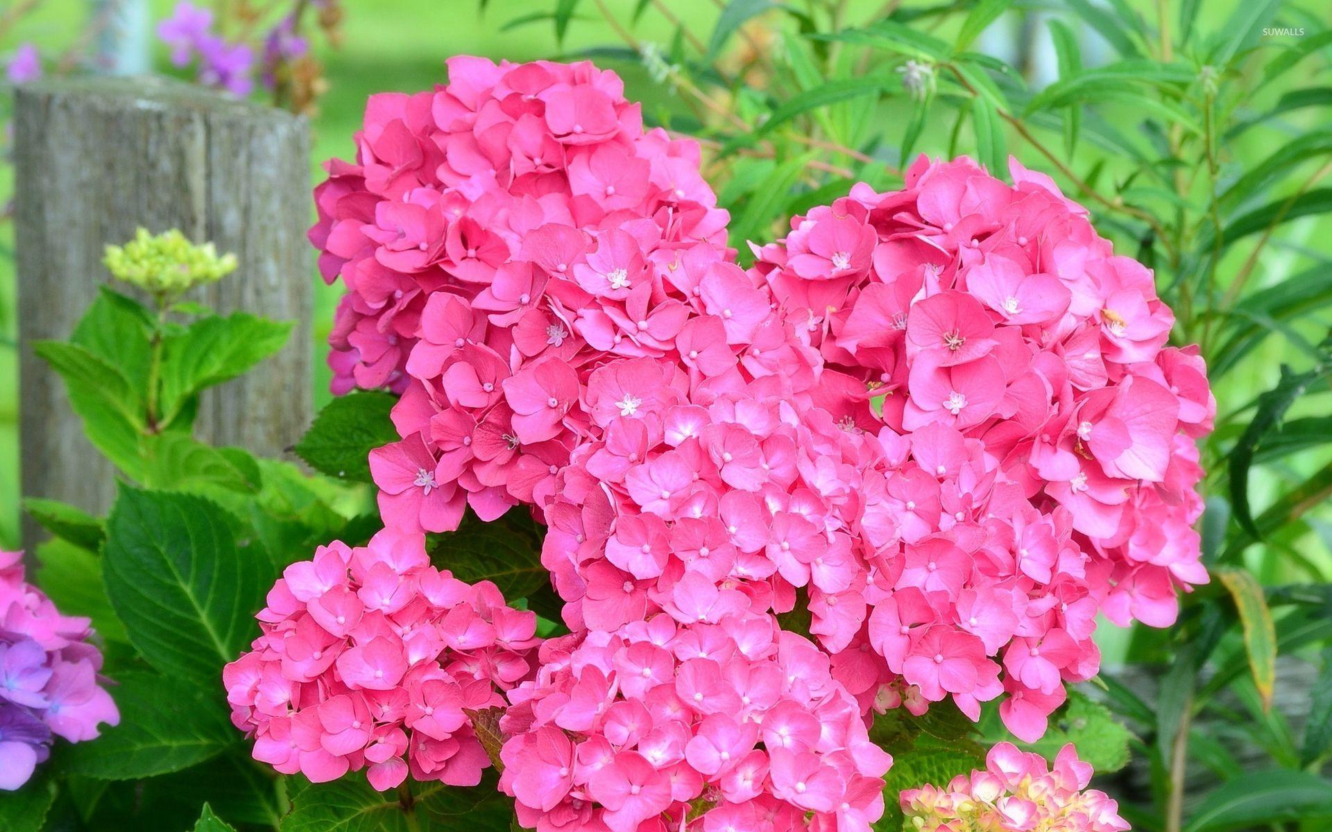 Hortensia de grădină - Hydrangea macrophylla ‘Silky Pink’