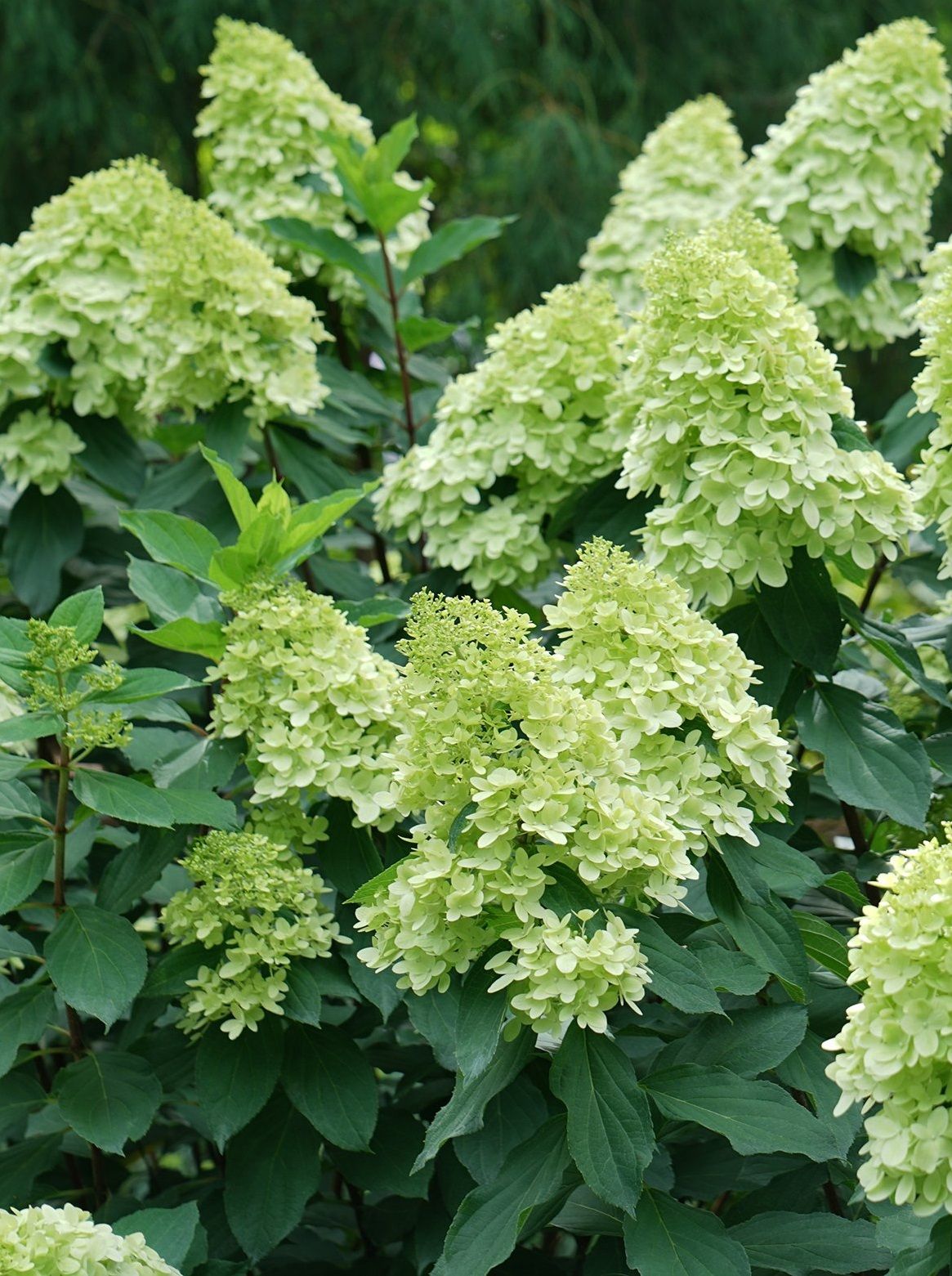 Hortensie - Hydrangea paniculata 'Limelight