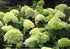 Hortensie - Hydrangea paniculata 'Limelight