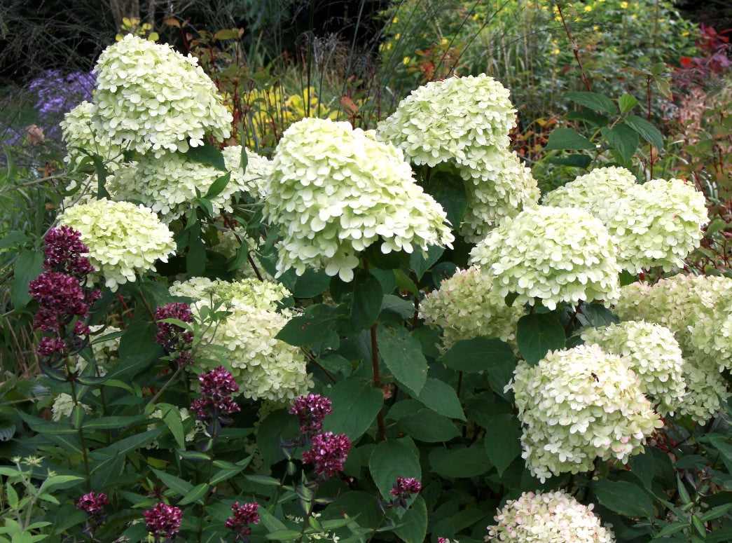 Hortensie - Hydrangea paniculata 'Limelight