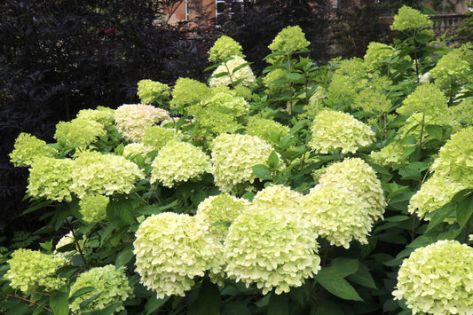 Hortensie 'Limelight - Hydrangea paniculata 'Limelight'®