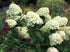 Hortensie - Hydrangea paniculata 'Limelight