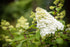 Hortensie - Hydrangea paniculata 'Limelight