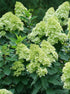 Hortensie - Hydrangea paniculata 'Limelight