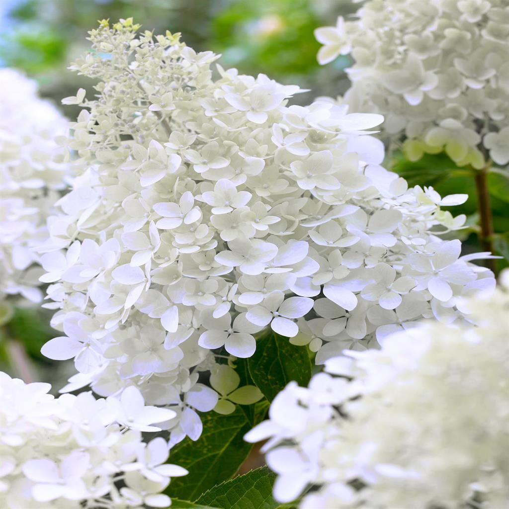 Hortensie - Hydrangea paniculata 'Polar Bear'