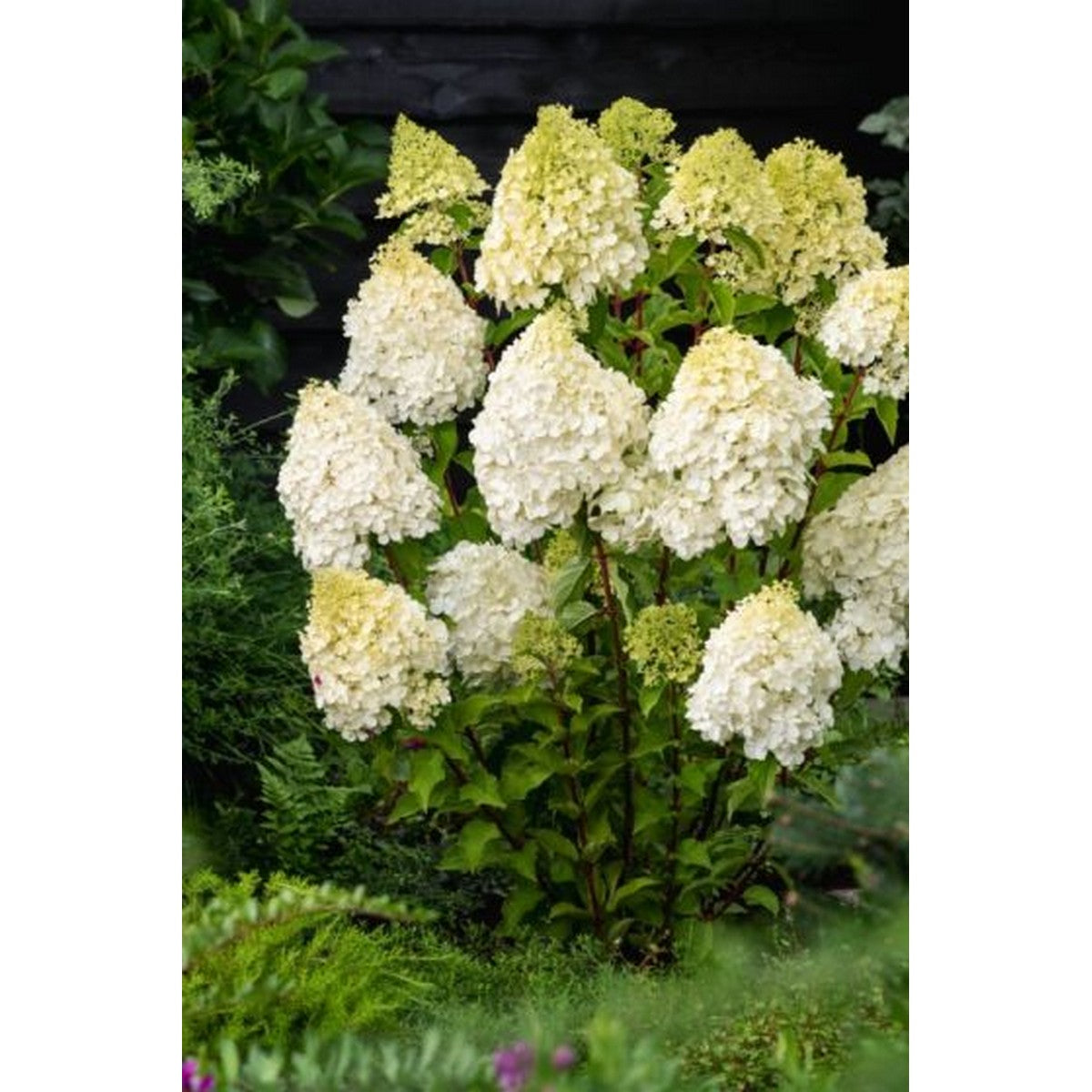 Hortensie - Hydrangea paniculata 'Polar Bear'