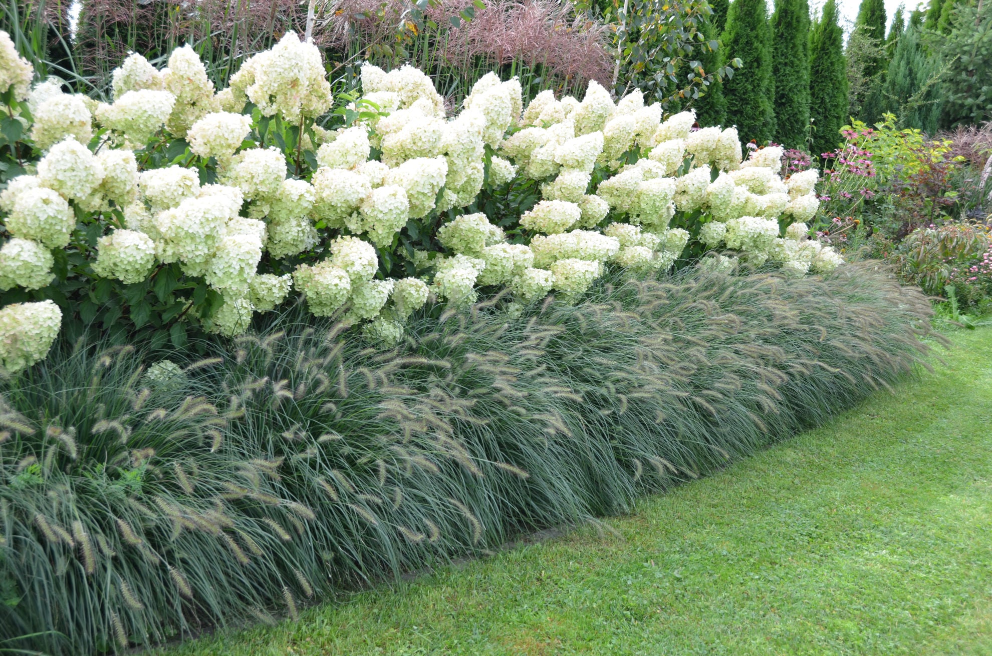 Hortensie - Hydrangea paniculata 'Polar Bear'