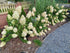 Hortensie - Hydrangea paniculata 'Polar Bear'
