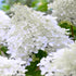 Hortensie - Hydrangea paniculata 'Polar Bear'