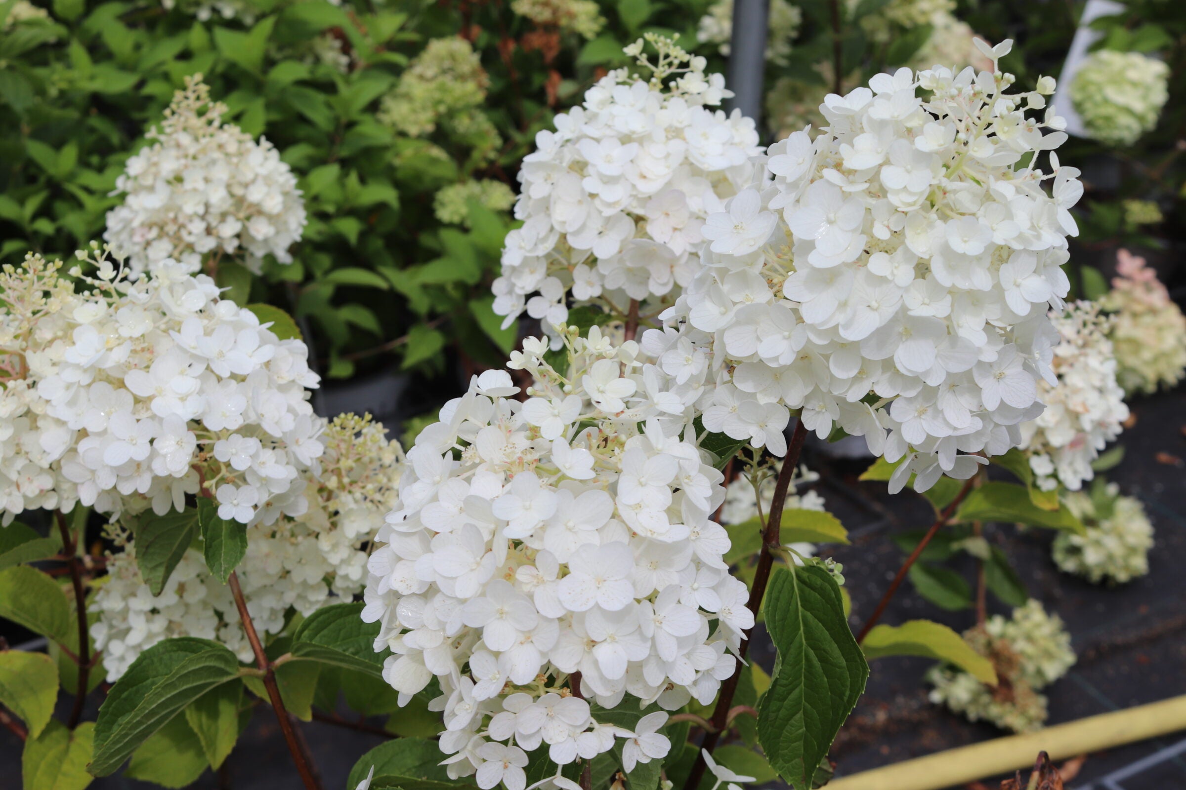 Hortensia Silver Dollar - Hydrangea Paniculata 'Silver Dollar'