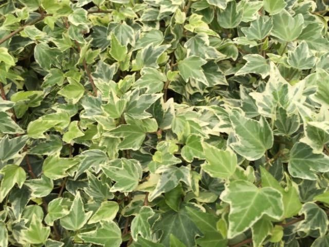 Iedera Variegata - Hedera helix variegata