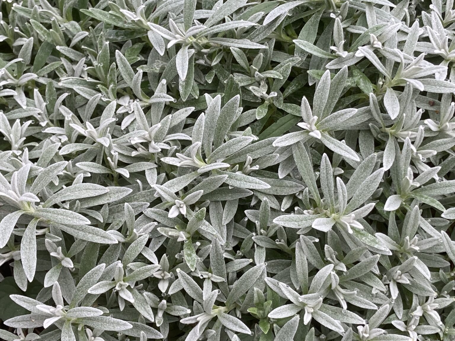 Lâna caprei - Cerastium tomentosum Silver White