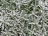 Lâna caprei - Cerastium tomentosum Silver White