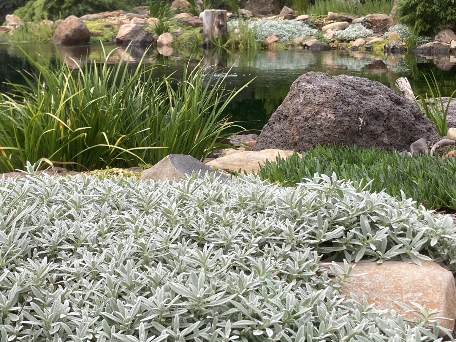 Lâna caprei - Cerastium tomentosum Silver White