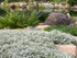 Lâna caprei - Cerastium tomentosum Silver White